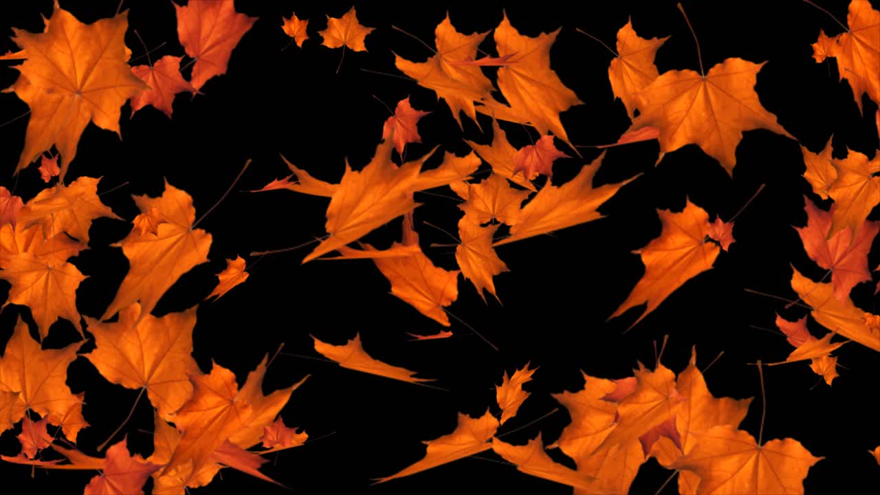 Windy autumn leaves moving randomly on black loop background leaf falling beautiful natural