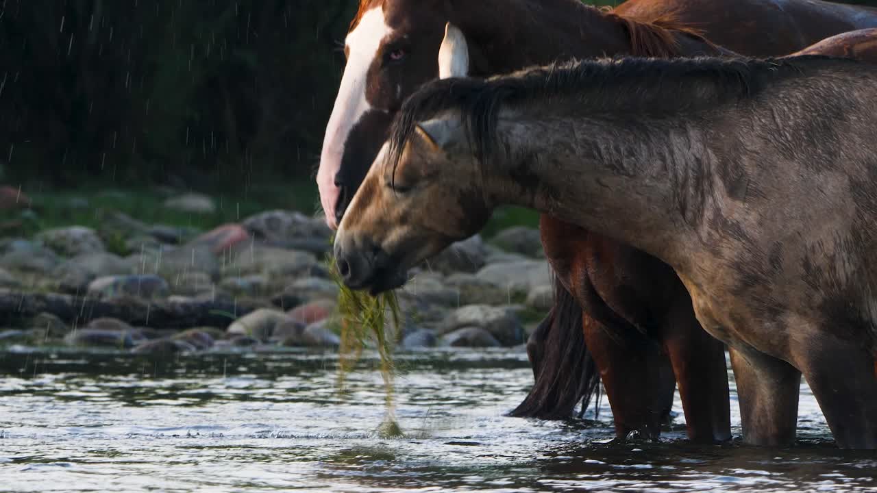 2匹の馬が食べ物を争いスローモーションでスプラッシュします