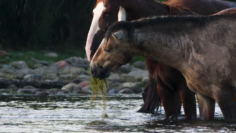 two horses fight over food and splash in slow motion