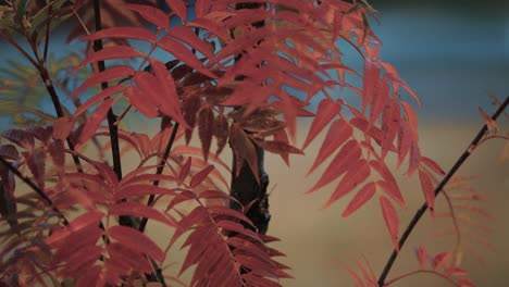 A-close-up-of-the-rowan-tree-branches-on-the-blurred-background