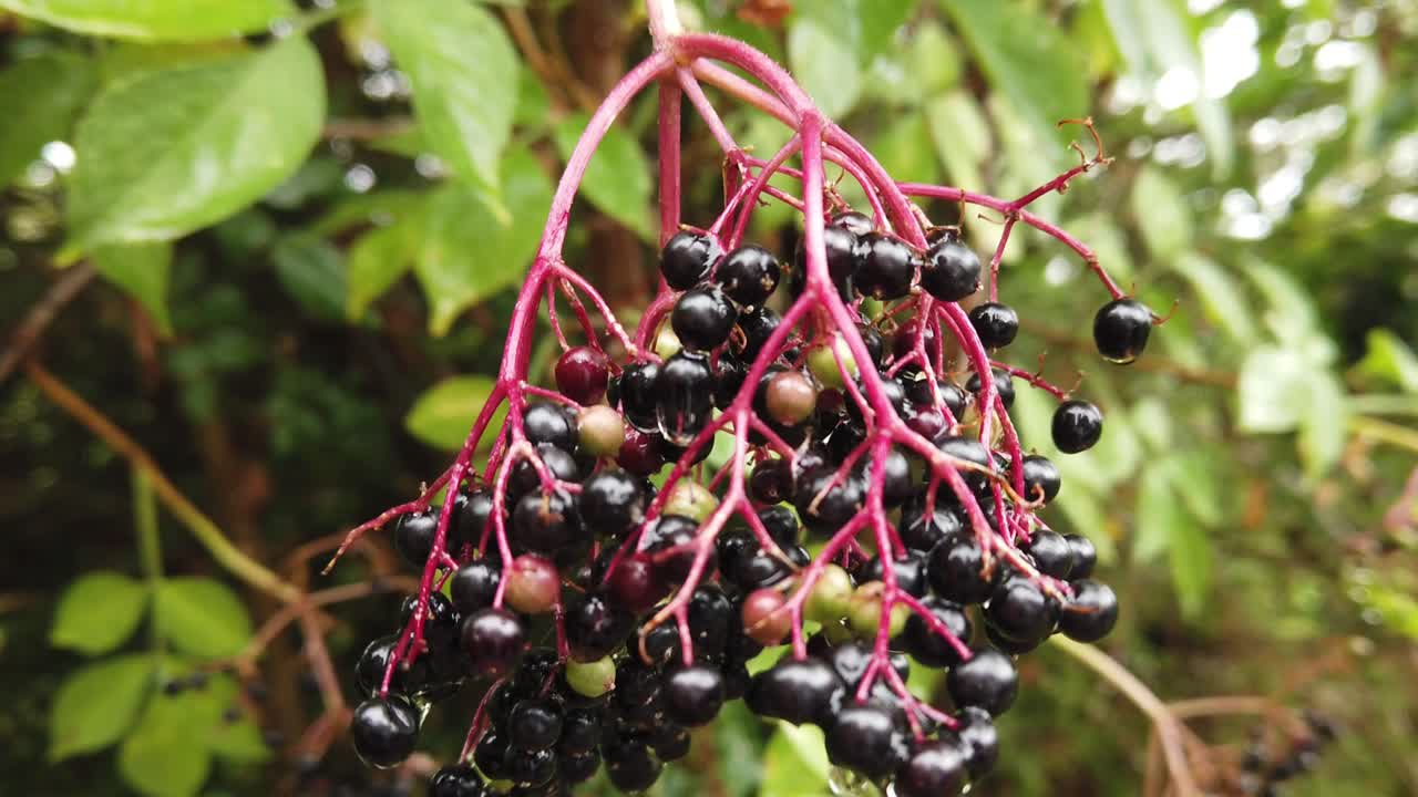 A bunch of elderberries ripening on the tree