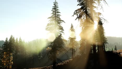 Frühes-Morgenlicht-Und-Nebel-Treiben-Durch-Die-Bäume