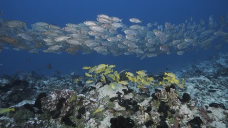 large school of red silver goggle eye fish moving in clear water over a tropical coral reef, tuamotu archipelago, french polynesia, south pacific