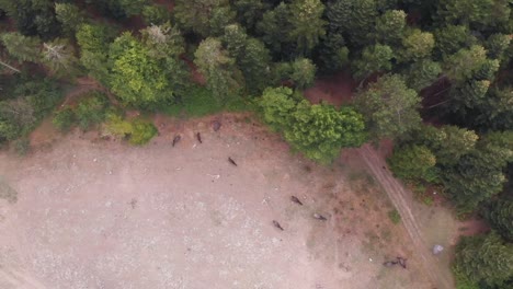 Densas-Copas-De-Los-árboles-Con-Animales-Salvajes-Errantes-En-El-Bosque-Cerca-De-Bolu,-Turquía