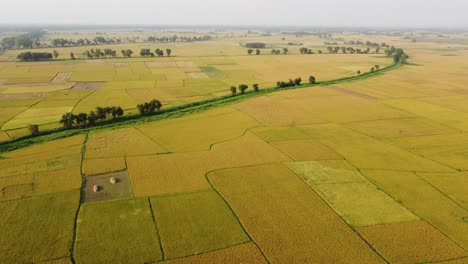 The-beauty-of-nature-has-blossomed-in-the-golden-crop-of-Bengal-i