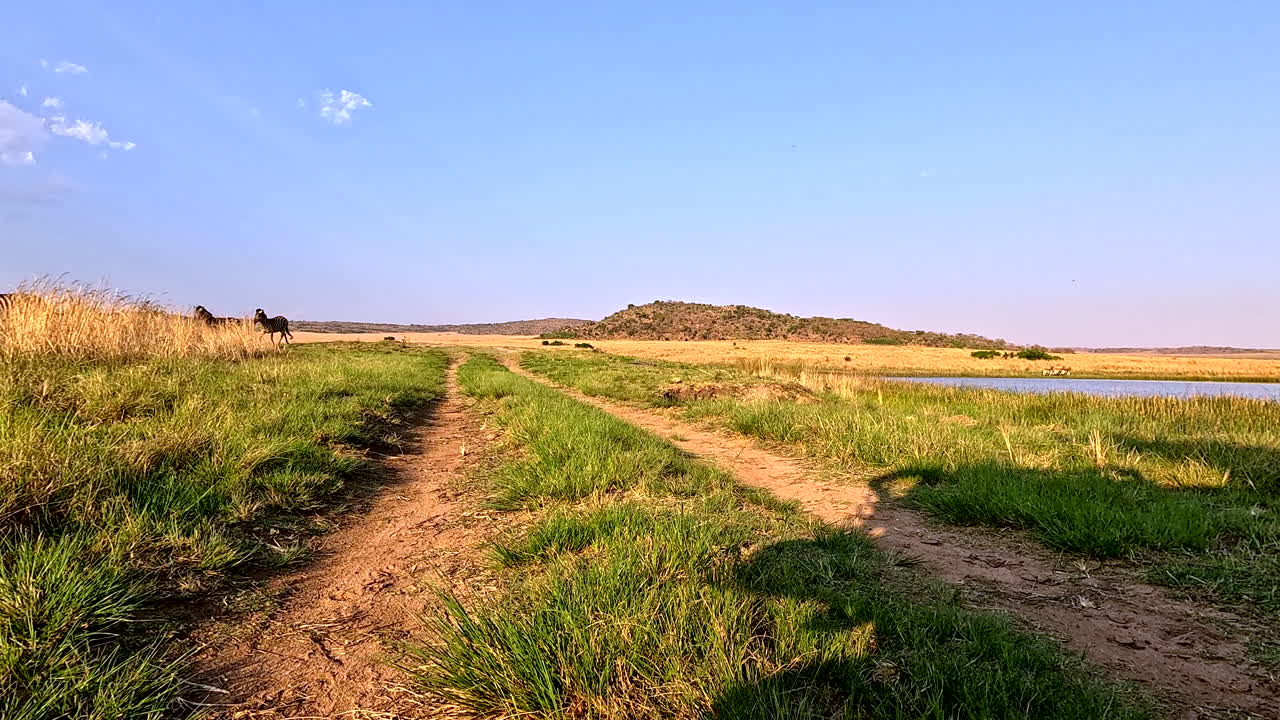 View down dirt double track on game reserve of zebra and wildebeest running off