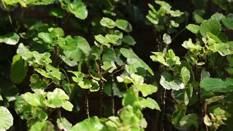 sunlight dances on leaves against a brick wall.