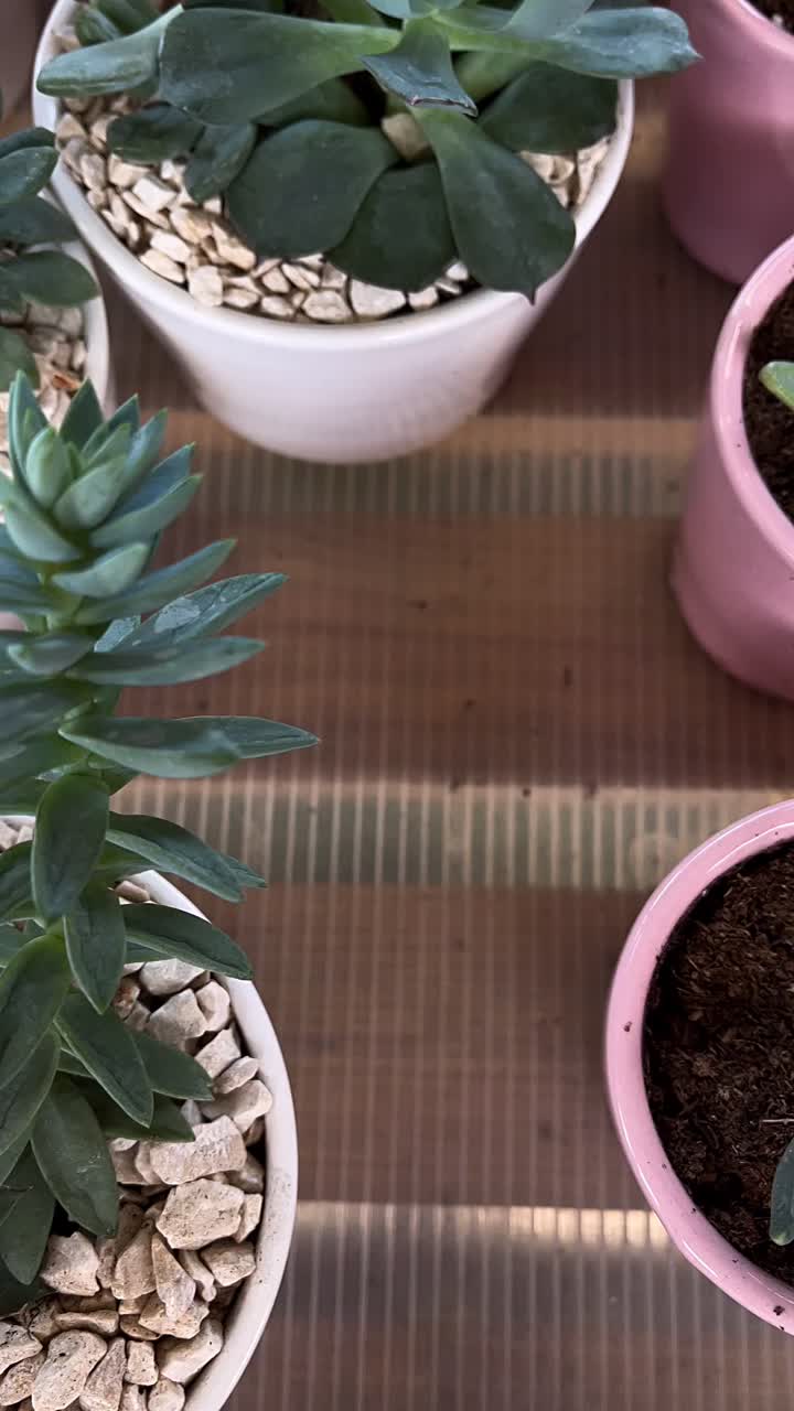 Succulent Plants in White and Pink Pots