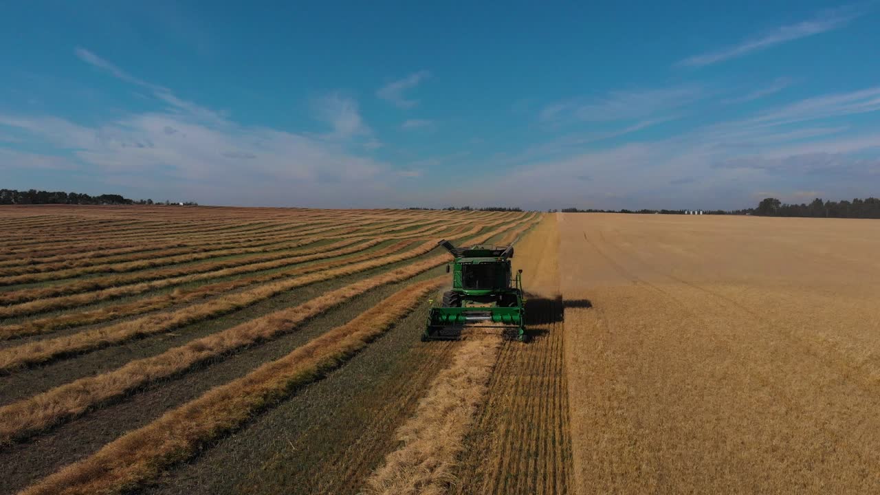 vista frontal aérea de drones de 4k de una cosechadora moderna que cosecha cosechas de trigo en alberta, canadá