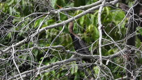 Anhinga-En-Medio-De-Buss-Uhd-Mp4-4k