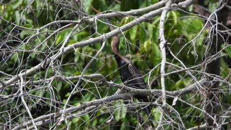 anhinga en medio de buss uhd mp4 4k