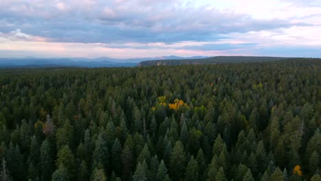 colorful sunrise over pine forest in arizona