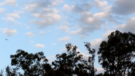 silhouetted trees against a cloudy sky