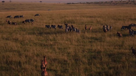 Aerial-herd-of-antelopes-and-zebras-running-across-dry-African-Savanna-grasslands-during-golden-sunset-at-Maasai-Mara-National-Reserve,-Kenya