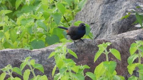 Indian-robin-in-rock-UHD-MP4-4k-Video