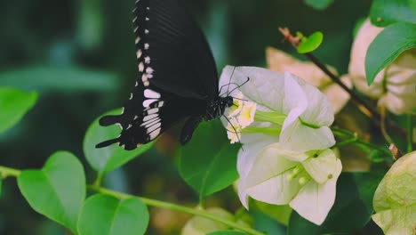 Schmetterling-Frisst-Nektar-In-Zeitlupe