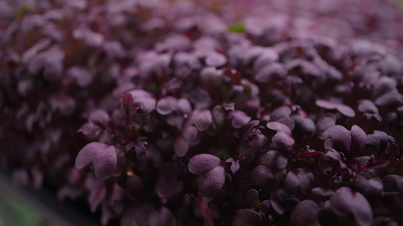 Close-up of Purple Microgreens