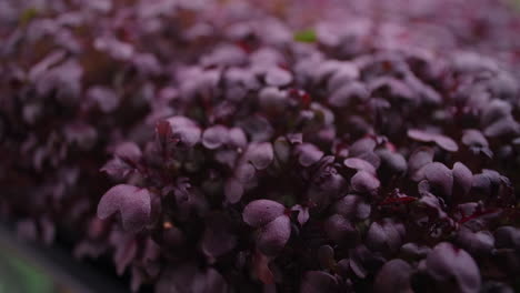 close-up of purple microgreens