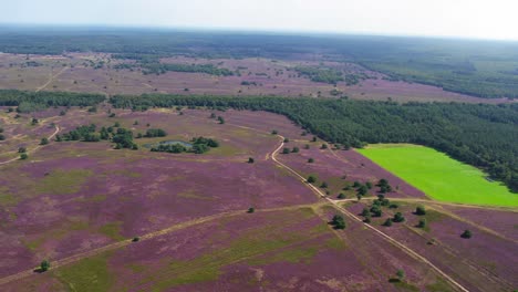 campos de salud y bosques de pinos disparados desde el aire en un día soleado en el parque nacional de veluwe, países bajos