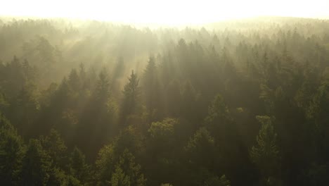 drone aerial view of forest in early morning