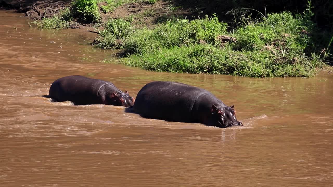 enorme hipopótamo macho y hembra caminando río arriba en un río fangoso en un caluroso día de verano en el serengeti, sabana africana, kenia