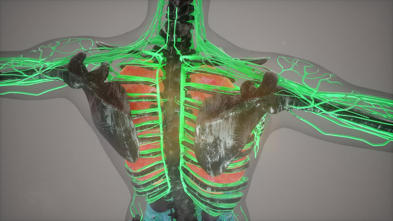 유색 인체 내부 장기 스캔