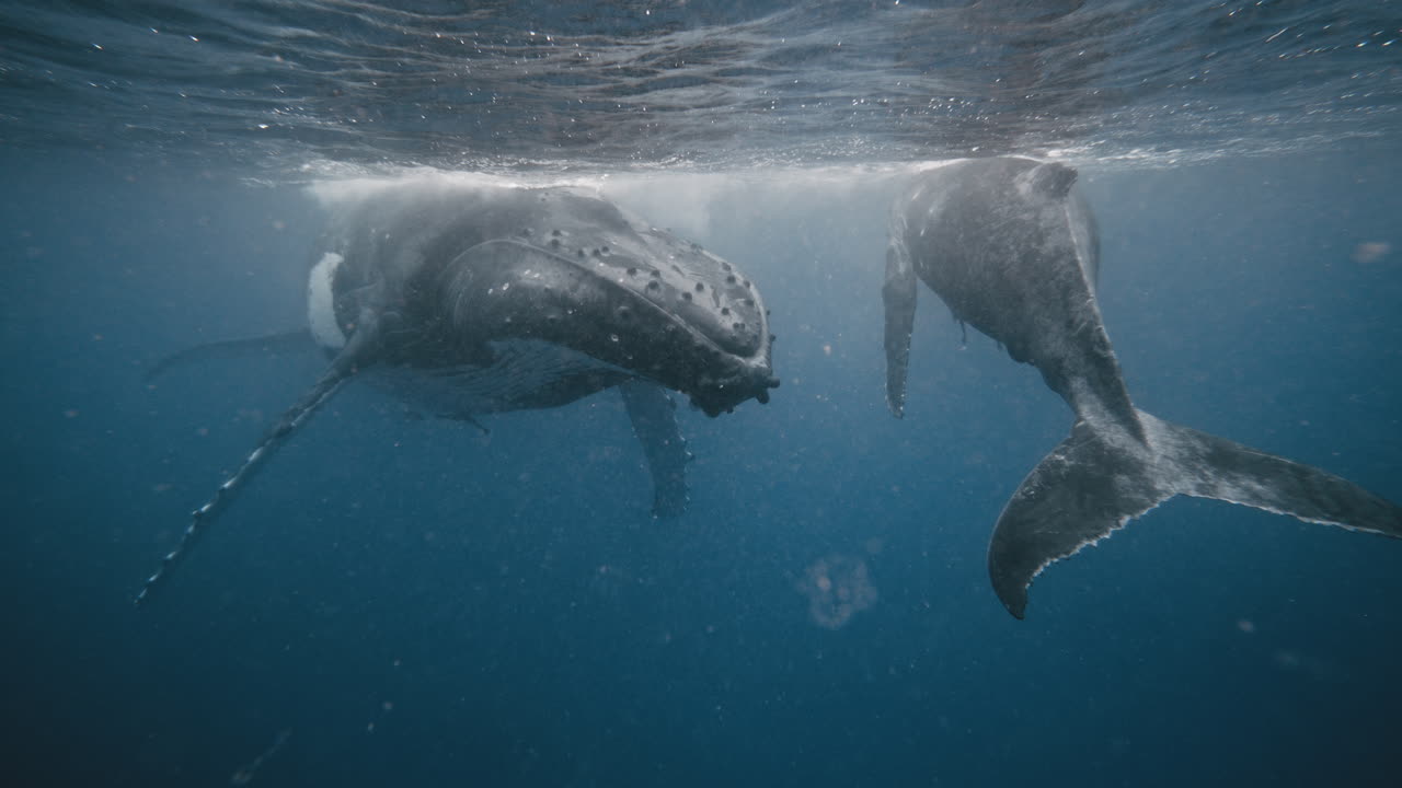 Humpback whale head meets tail fluke of young calf at ocean surface in surreal moment of beauty