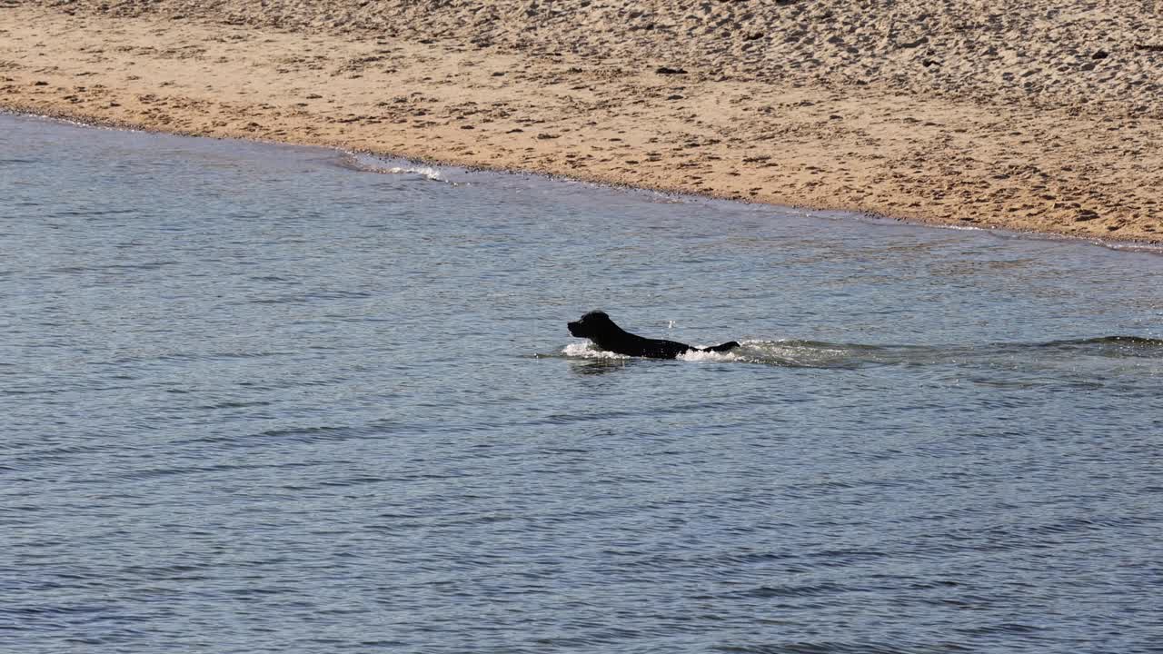 물 속 의 공 을 향해 수영 하는 개