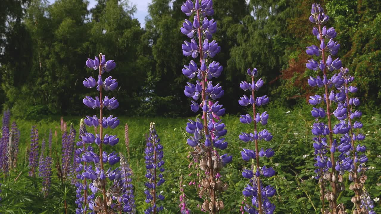 Blue Lupins flowering in a meadow. Spring. UK