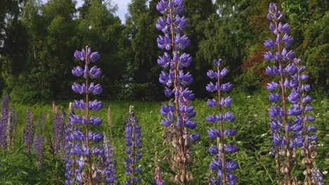 Blaue-Lupinen-Blühen-Auf-Einer-Wiese.-Frühling.-Großbritannien