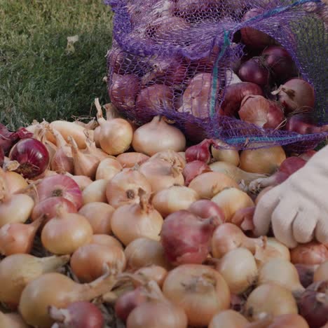 farmer puts onion crop in bag