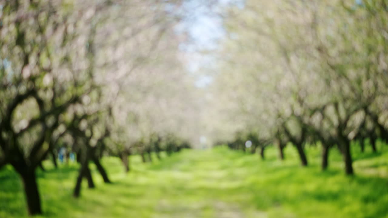 A field of blooming almond trees and green grass