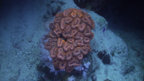 lobophyllia candy corales en el arrecife del mar rojo
