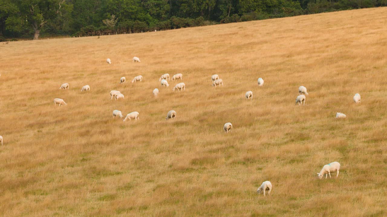 Sheep grazing on golden hillside under soft daylight, camera pans slightly, tranquil atmosphere