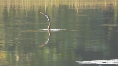 Anhinga-hunting-fish--water--pond-