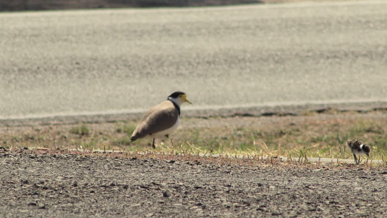 자동차가 지나가는 바쁜 도로  ⁇ 에 가면을 쓴 lapwing plover와 아기  ⁇