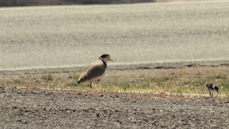 plover de ala de regazo enmascarado y pollo bebé al lado de una carretera concurrida con coches pasando