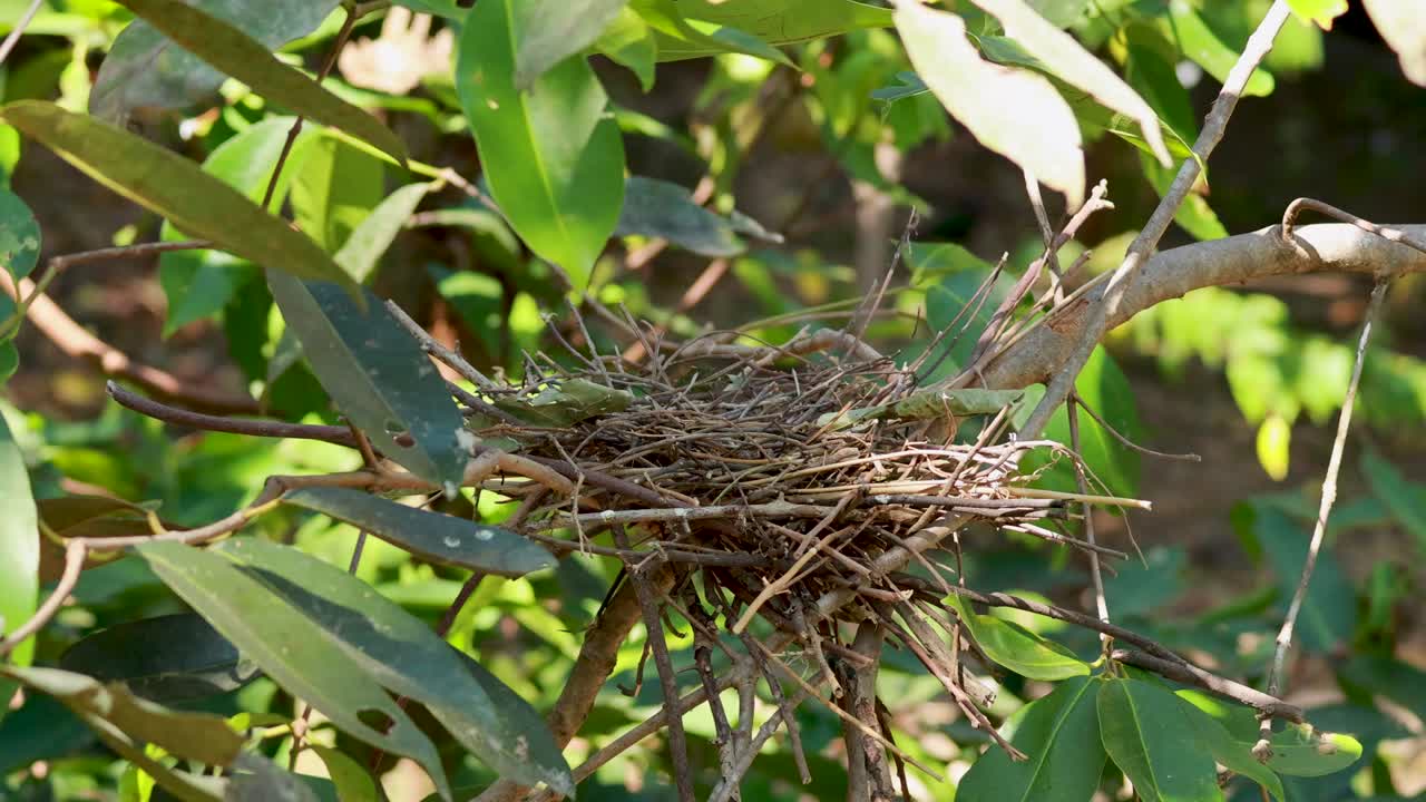 A bird nest nestled among vibrant green leaves