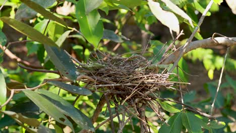 a bird nest nestled among vibrant green leaves