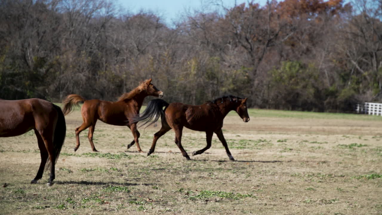 video en cámara lenta de caballos hermosos, oscuros y musculosos corriendo en un rancho en dallas, estados unidos