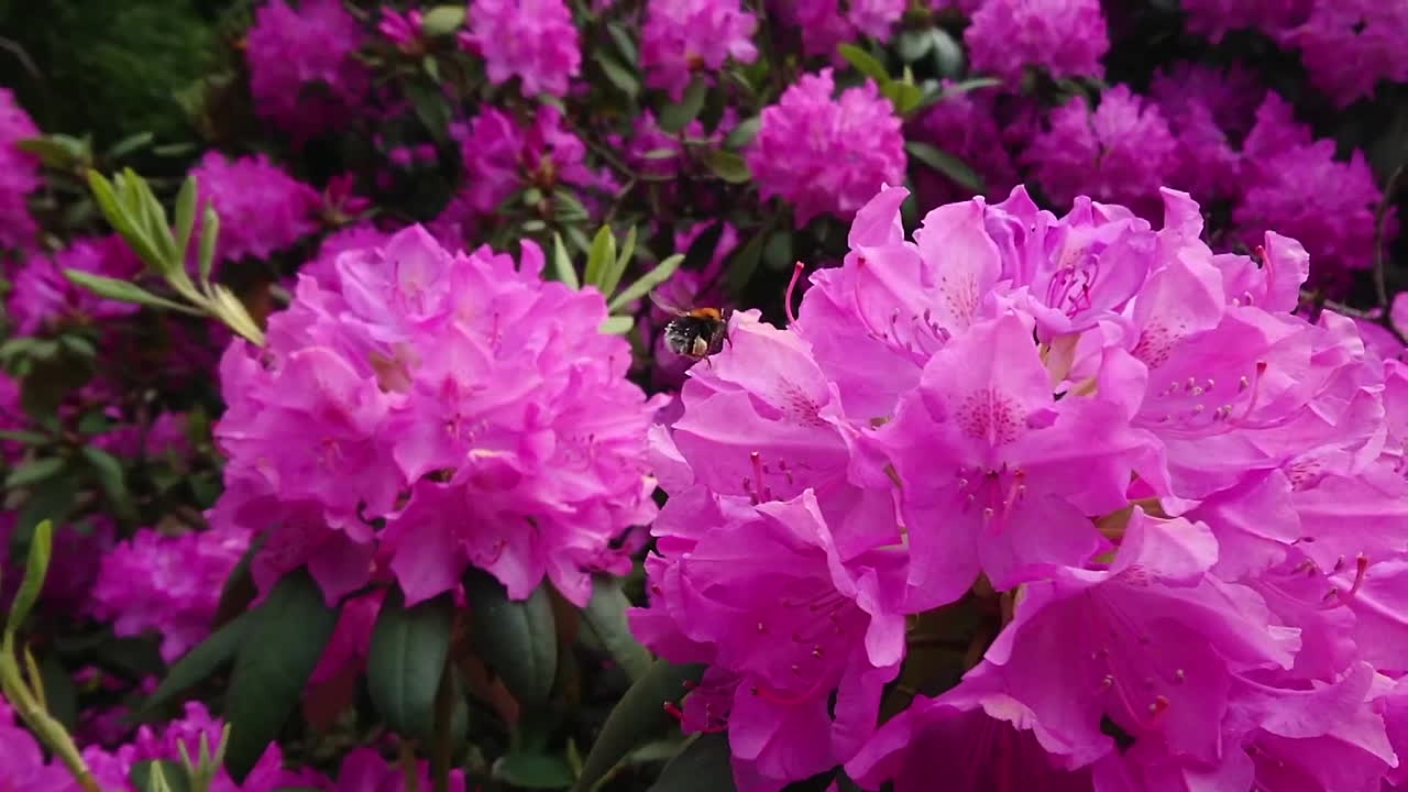 벌과 꿀을 쫓다