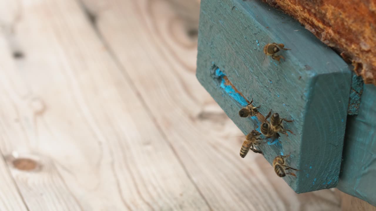 Bees flying around a blue beehive entrance