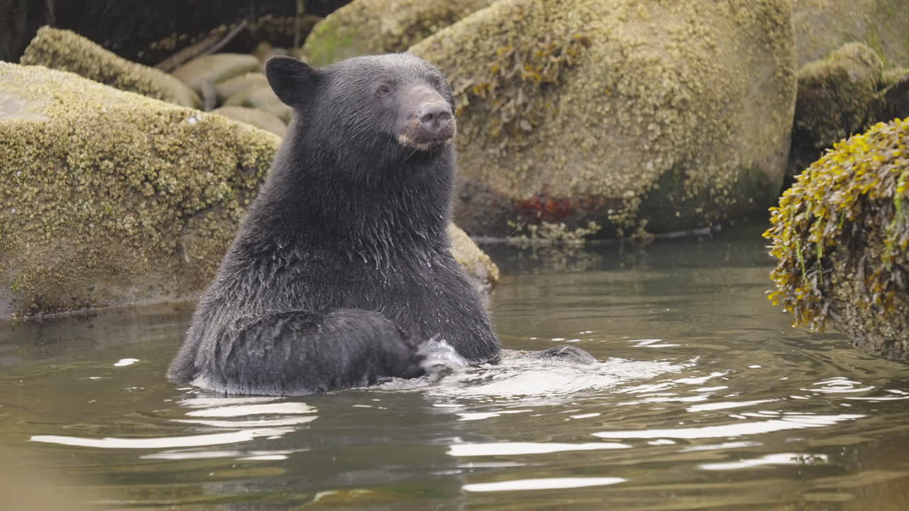 Beruang hitam berjalan di sepanjang sungai dan pantai mencari ikan salmon untuk dimakan sebelum hibernasi di British Columbia, Kanada