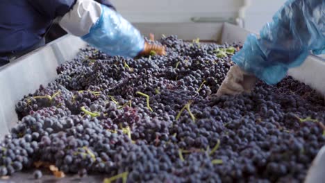 sorting machine with grapes being cleaned by two people, harvest time