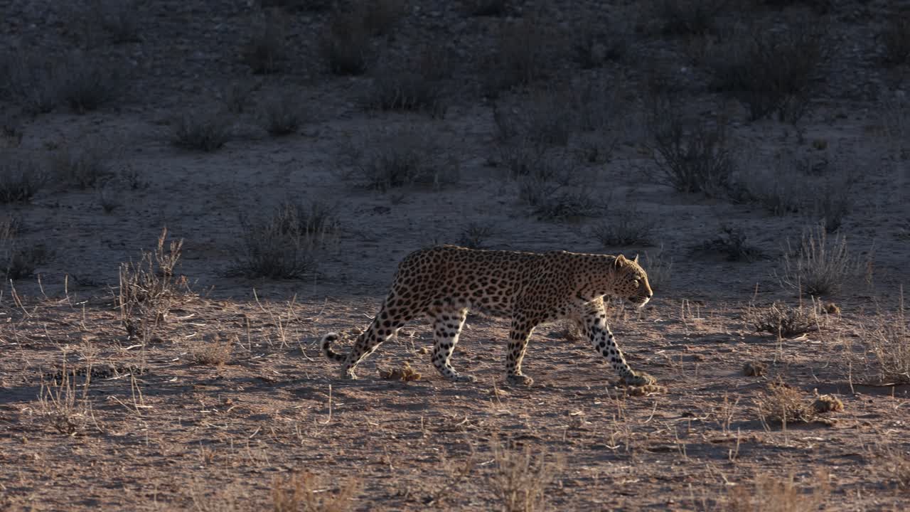 hembra de leopardo caminando al aire libre en kgalagadi, toma amplia, luz de fondo