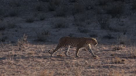 Hembra-De-Leopardo-Caminando-Al-Aire-Libre-En-Kgalagadi,-Plano-Amplio,-Contraluz