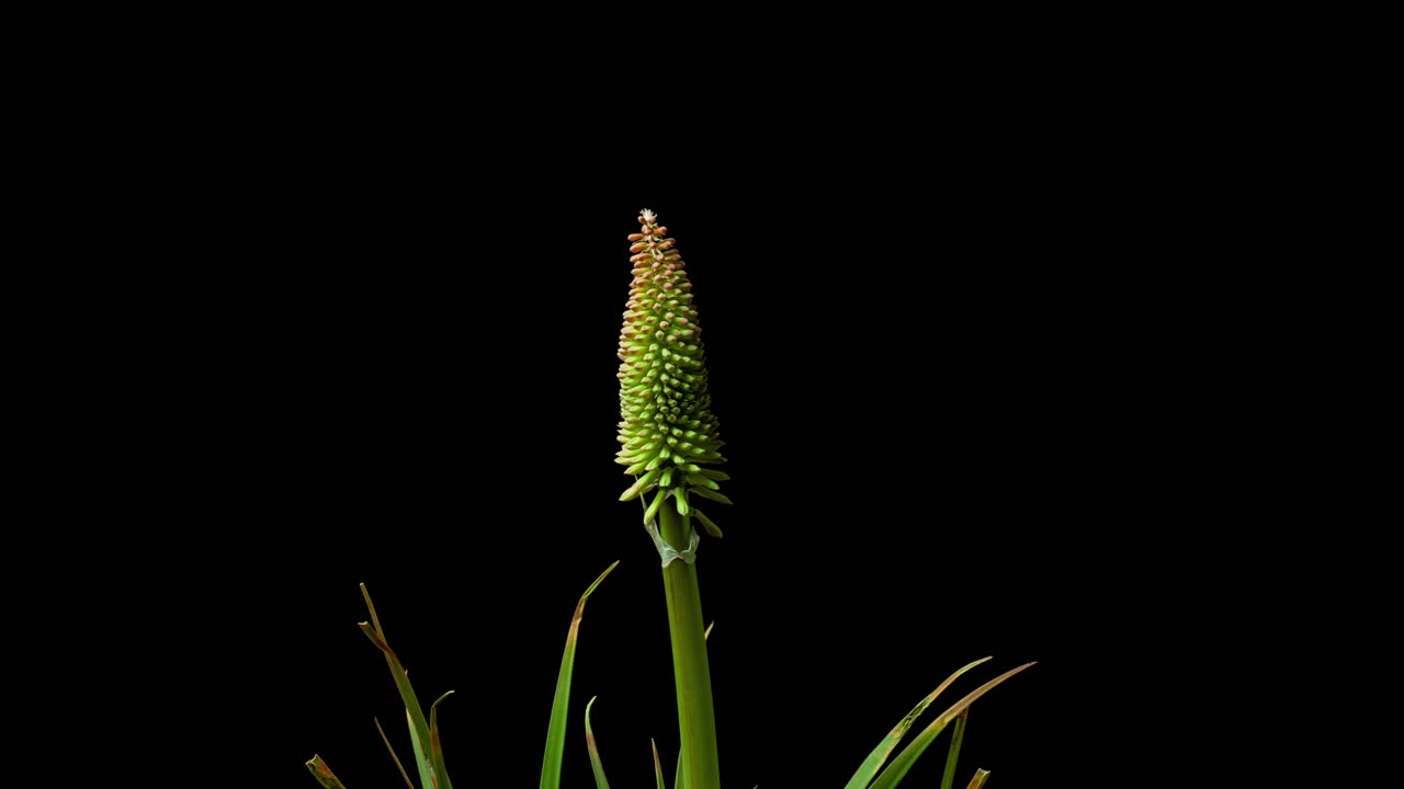 Timelapse av kniphofia rakettblomst som vokser oppover og beveger seg, isolert fra svart alfakanalbakgrunn