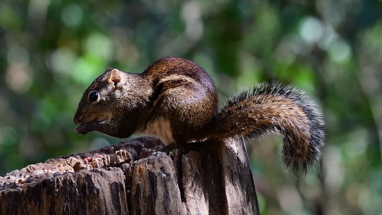 The Indochinese Ground Squirrel is commonly found in Thailand just about anywhere it can thrive