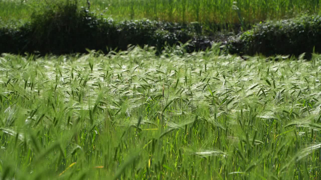 Wheat cultivated in the hilly areas.