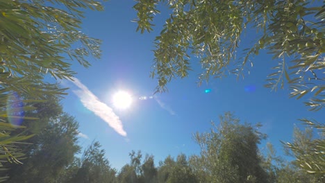 Olive-trees-on-sunny-day-in-garden